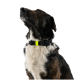 Schwarz-brauner Mischlingshund mit weißer Brust, der ein schwarzes Halsband mit neongelbem Band trägt und nach oben blickt.