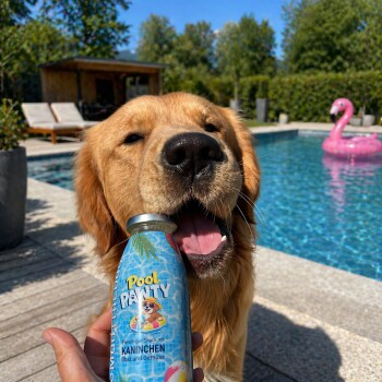 Golden Retriever an einem Pool knabbert an einer blauen „Pool Party“-Hunde-Leckerli-Flasche mit der Aufschrift „Kaninchen“.