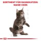 Maine Coon Kitten 10 kg