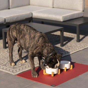 Ein gestromter Hund, der aus zwei weißen Schalen auf einer roten Matte frisst, mit einer modernen Außeneinstellung, die ein graues Sofa und einen Tisch im Hintergrund zeigt.