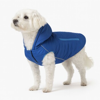 Ein französischer Bulldogge trägt eine leuchtend blaue Daunenjacke mit Kapuze und schaut mit einem neugierigen Ausdruck auf einem weißen Hintergrund nach oben.