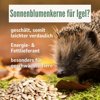 Eine Nahaufnahme eines Igels auf moosigem Boden mit Herbstblättern, begleitet von dem Text "FÜR JUNGEN UND ALTTIERE" darüber.