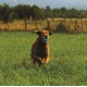 Ein glücklicher brauner Hund, der auf einem grasbewachsenen Feld rennt, mit einem blauen Ball im Mund, mit Bäumen und einem bewölkten Himmel im Hintergrund.