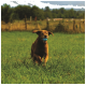 Ein glücklicher brauner Hund, der auf einem grasbewachsenen Feld rennt, mit einem blauen Ball im Mund, mit Bäumen und einem bewölkten Himmel im Hintergrund.