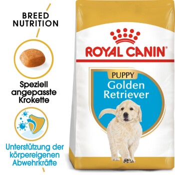 Golden Retriever Puppy 12 kg