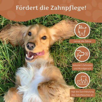 Corgi mit einem Kauknochen im Mund, vor grünem Gras und Bäumen. Text: "Robust und langlebig Kaustab aus Kaffeeholz für Hunde."