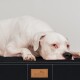 Ein weißer Hund ruht auf einem schwarzen Haustierbett mit einem hellbraunen Etikett, auf dem "tierlando" in einem sauberen, minimalistischen Umfeld steht.