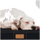 Ein weißer Hund ruht auf einem schwarzen Haustierbett mit einem hellbraunen Etikett, auf dem "tierlando" in einem sauberen, minimalistischen Umfeld steht.