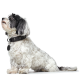 Ein flauschiger schwarz-weißer Hund sitzt seitlich, trägt ein schwarzes Halsband mit Totenkopfdesigns und einem Anhänger, vor einem weißen Hintergrund.