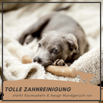 Ein grauer Welpe, der auf einem weichen Blanket liegt und auf einem Holzspielzeug kaut. Der Text lautet: "NATÜRLICHE ZAHNREINIGUNG stärkt Kaumuskeln & beugt Mundgeruch vor."