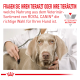 Ein Tierarzt untersucht einen grauen Hund mit einem Stethoskop, mit Text, der rät, einen Tierarzt über die Ernährung von ROYAL CANIN® für Hunde zu konsultieren.