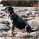 Ein großer schwarz-brauner Hund sitzt auf felsigem Terrain in der Nähe von Wasser, während ein kleinerer schwarzer Hund von hinten hervorlugt.