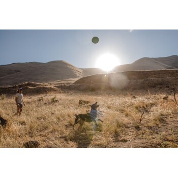 Ein Hund springt in ein grasbewachsenes Feld, um einen grünen Frisbee zu fangen, während eine Person in der Nähe steht und Berge im Hintergrund unter einer hellen Sonne zu sehen sind.