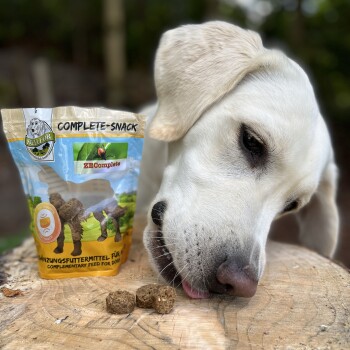 Ein Labrador Retriever beugt sich hinunter, um einen kompletten Snack für Hunde zu lecken, mit einer teilweise sichtbaren Tüte, die "BELFOR COMPLETE-SNACK" beschriftet ist.