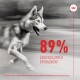 Rozmyty Siberian Husky biegnie, z wyraźnym czerwonym tekstem "89% ZADOWOLONYCH OPIEKUNÓW*" oraz logo Royal Canin wskazującym na zadowolenie właścicieli zwierząt.