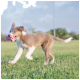 A playful brown and white puppy running on green grass, holding a pink toy in its mouth, with a clear blue sky in the background.