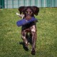 Braun-weißer Hund läuft auf Gras und trägt ein blaues Spielzeug im Maul, im Hintergrund ein grüner Zaun.