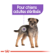 Image d'un petit chien avec un pelage marron et noir, étiqueté "Pour chiens adultes stérilisés" indiquant qu'il est destiné aux chiens adultes stérilisés.