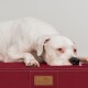 Ein weißer Hund, der auf einem roten Haustierbett ruht, mit einem sichtbaren Schild mit der Aufschrift "tierlando - Hundebetten und mehr..."