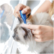 Une personne utilise doucement un outil de toilettage bleu sur l'oreille d'un chat duveteux de couleur claire avec des yeux bleu vif, se reflétant dans une fenêtre.