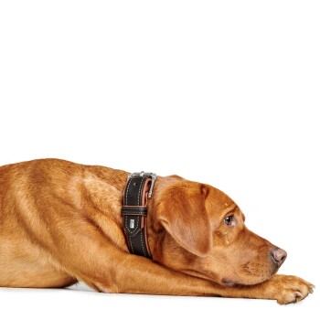 Ein entspannter brauner Hund, der liegt und ein stilvolles schwarzes und braunes Halsband trägt, mit dem Kopf auf seinen Pfoten ruhend.
