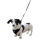 Ein schwarz-weißer Dackel trägt ein schwarzes Geschirr und steht vor einem weißen Hintergrund, mit einer angehängten Leine.
