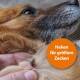 Nahaufnahme eines Hundegesichts mit einem Zecken auf seinem Fell, begleitet von einem orangefarbenen Kreis mit der Aufschrift "Haken für größere Zecken".