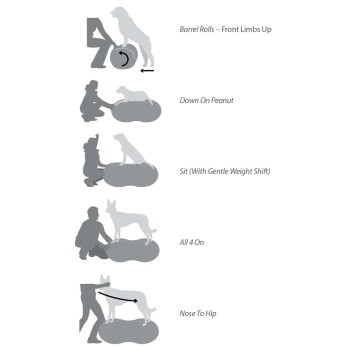 Illustration von Hundetraining-Übungen: Fassrollen, Auf Erdnuss, Sitz (mit sanfter Gewichtsverlagerung), Alle 4 Auf, Nase zu Hüfte.