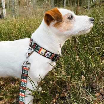 Ein weißer Hund mit einem braunen Fleck auf dem Kopf trägt ein farbenfrohes, gemustertes Halsband und eine Leine und steht in einem grasbewachsenen Bereich.