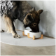 Ein Hund mit dunklem Fell frisst aus einer modernen, erhöhten weißen Futterschüssel mit Holzständern, die auf einer hellgrauen Matte steht.