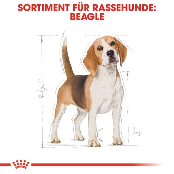 Illustration eines Beagle-Hundes mit Maßen, beschriftet mit "SORTIMENT FÜR RASSEHUNDE: BEAGLE" in fettem roten Text.
