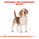 Illustration eines Beagle-Hundes mit Maßen, beschriftet mit "SORTIMENT FÜR RASSEHUNDE: BEAGLE" in fettem roten Text.