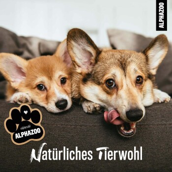 Ein verspielter Corgi, der auf einer Couch liegt und sich die Lippen leckt, mit dem Text "Natürliches Tierwohl" und dem Logo "ALPHAZOO" in der Ecke.