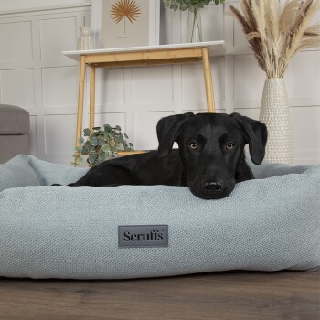 Ein schwarzer Hund, der auf einem weichen, hellblauen Scruffs-Haustierbett ruht, mit einem stilvollen Interieur, das eine Pflanze, eine dekorative Vase und Kunstwerke zeigt.
