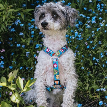 Lockiger weiß-grauer Hund trägt ein buntes Geschirr mit Cartoon-Muster, sitzt zwischen grünen Pflanzen und blauen Blumen.