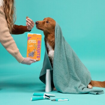 Un chiot golden retriever enveloppé dans une serviette teal regarde une main tenant des biscuits pour chiens Edgard Cooper, avec des outils de toilettage à proximité.