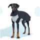 Ein Dobermann trägt ein stilvolles zweifarbige Outfit, mit einem grauen Körper und einem schwarzen Umhang, steht vor einem hellblauen Hintergrund.