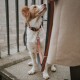 Eine Nahaufnahme eines freundlichen Hundes mit einem hellbraunen und weißen Fell, der ein schwarzes Halsband mit orangefarbenen Akzenten trägt und zu einer Person aufblickt, die eine Leine hält.
