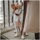 Eine Nahaufnahme eines freundlichen Hundes mit einem hellbraunen und weißen Fell, der ein schwarzes Halsband mit orangefarbenen Akzenten trägt und zu einer Person aufblickt, die eine Leine hält.
