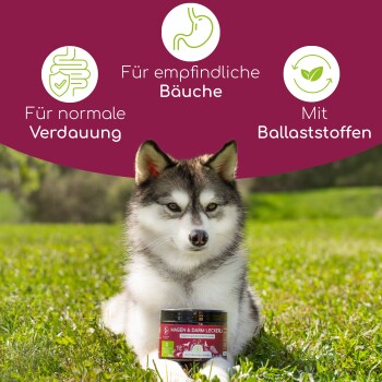 Ein Hund sitzt auf Gras vor einem Glas mit der Aufschrift 'Magen & Darm Leckerli', mit Symbolen und Text, die die Vorteile für die Verdauungsgesundheit hervorheben.