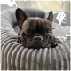 Ein schlafender brauner Französischer Bulldogge ruht seinen Kopf auf einem plüschigen, grauen Haustierbett mit gerippter Textur.