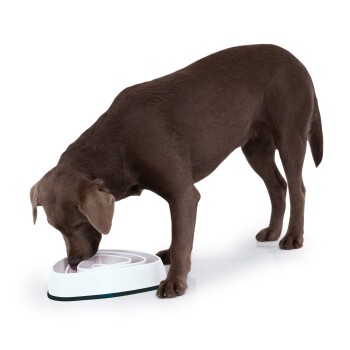 Ein brauner Labrador-Retriever frisst aus einer weißen, spiralförmigen Hundenapf auf einer weißen Oberfläche.