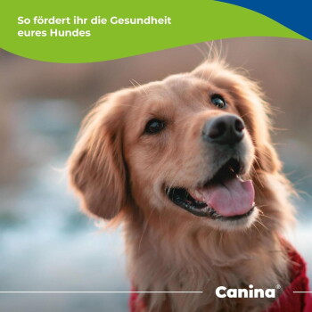 Nahaufnahme eines lächelnden Golden Retrievers, Zunge herausgestreckt; grüner Banner auf Deutsch über die Förderung der Gesundheit Ihres Hundes; Canina-Logo