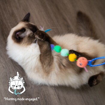 Eine verspielte Katze, die mit einem bunten Spielzeug spielt, mit Pompons und einem blauen Faden, mit dem Text 'Jagdmuster aktiviert.'