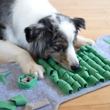 Ein Hund mit einem Merle-Fell schnüffelt und interagiert mit einer grünen Filz-Schnüffelmatte auf einem Holzboden, mit dem Text 'HUNDE ♥ NASENARBEIT' darüber.