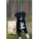 Ein schwarz-weißer Hund leckt sich die Lippen in einer Waldumgebung, neben einem gelben Sack Hundefutter mit der Aufschrift "Geflügel mit Karotte + Rote Rübe."