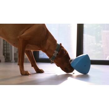 A brown dog with a teal collar is sniffing a blue interactive toy on a light-colored floor, with sunlight streaming in through a window.