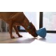 A brown dog with a teal collar is sniffing a blue interactive toy on a light-colored floor, with sunlight streaming in through a window.