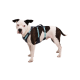 Ein schwarz-weißer Hund mit einem blauen und türkisfarbenen Geschirr, der vor einem weißen Hintergrund steht.
