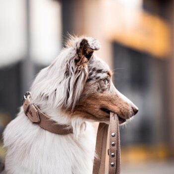 Nahaufnahme eines Hundes mit Merle-Fell, der eine beige Leine im Mund hält und zur Seite schaut.